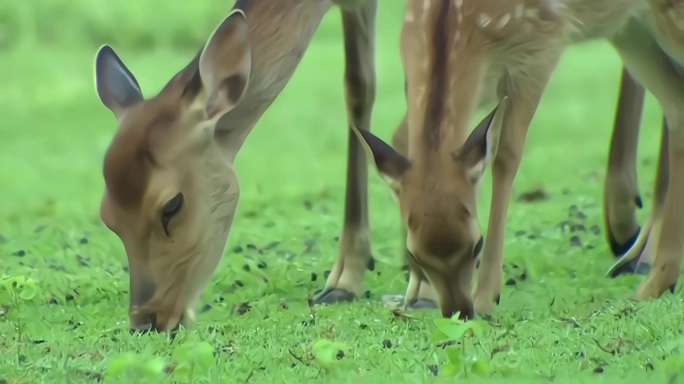 鹿吃草跑步喝水群体生活