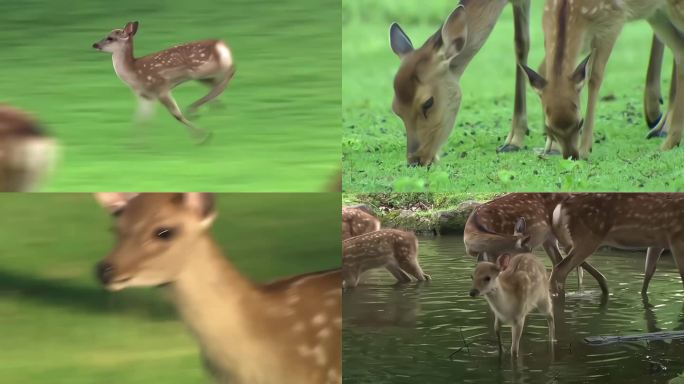 鹿吃草跑步喝水群体生活
