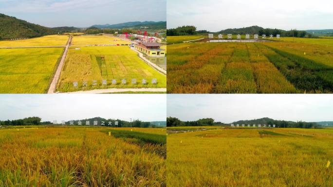 乡村振兴 水稻丰收 粮食安全 标语