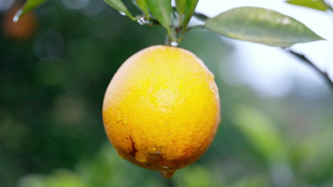 柑橘水果特写