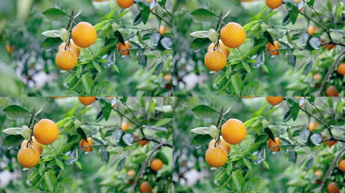 血橙挂果结果水果视频素材