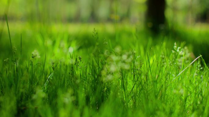 林间阳光草地蒲公英花朵草地合集