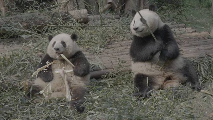大熊猫荷花荷花吃竹子