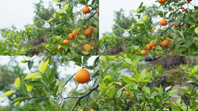 血橙果树素材