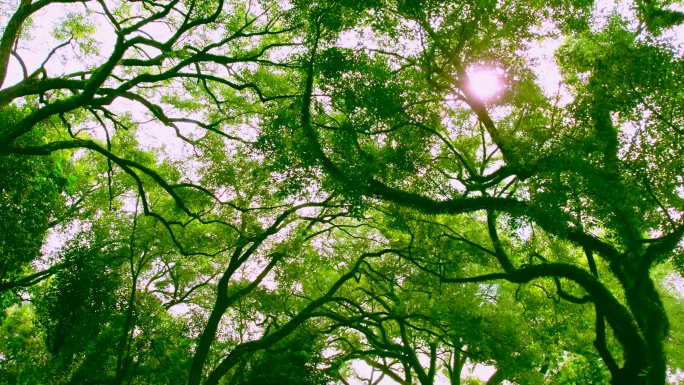 夏天阳光香樟树大树荫树林