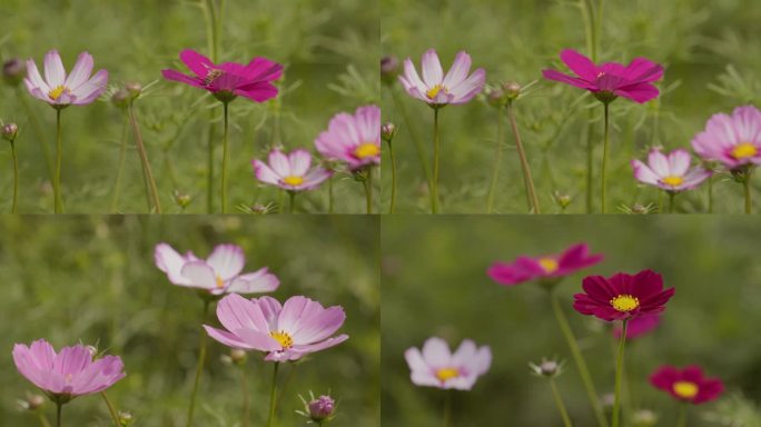 花丛花朵特写