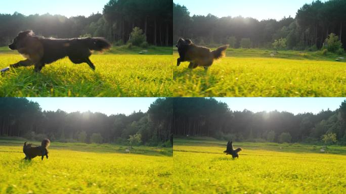 宠物狗在阳光草地上奔跑可爱狗狗自由奔跑追