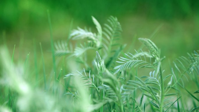 绿色 植物 清新 夏天 野草 草 唯美