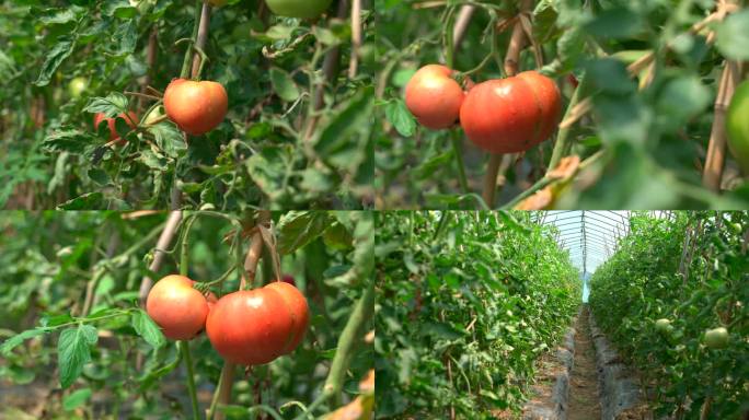 大棚西红柿