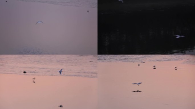 l1晚霞下水鸟水面飞翔落在沿岸湿地
