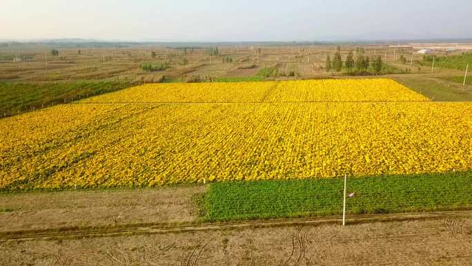 航拍菊花 菊花园 种植菊花 菊花