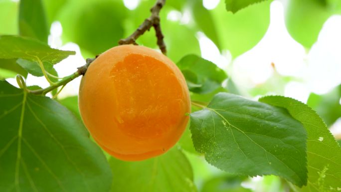 杏树上的大黄杏