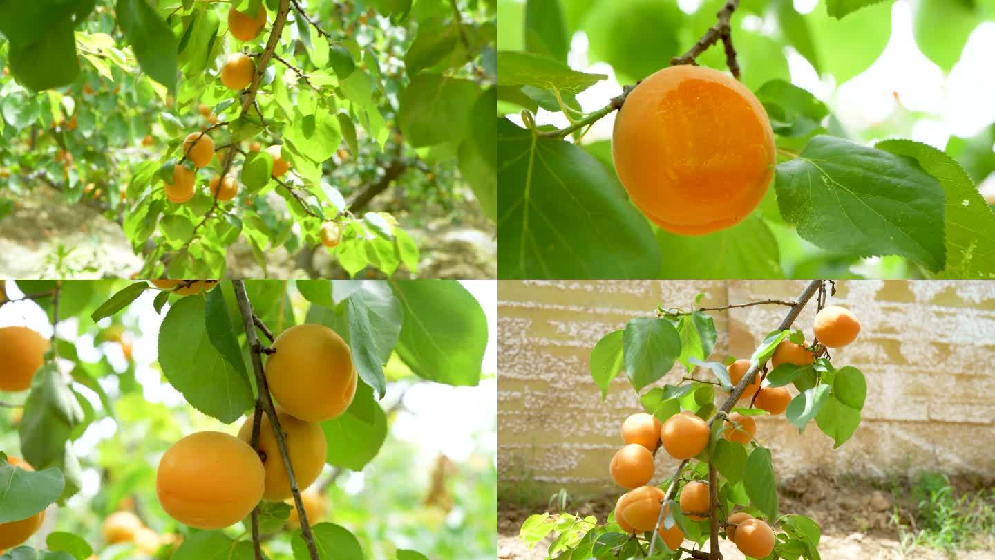 杏树上的大黄杏