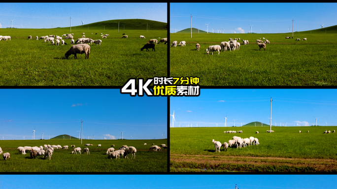 夏天实拍内蒙古天然牧场草原羊群