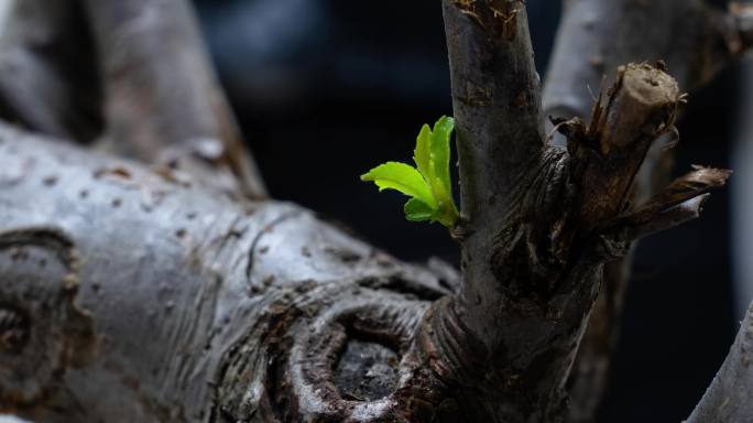 植物生长延时4K