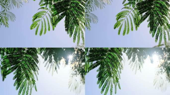 蓝天，微风，阳光照在树叶上（三）