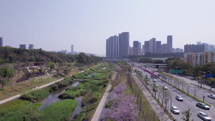 深圳南山沙河西路沙河生态公园春天航拍13