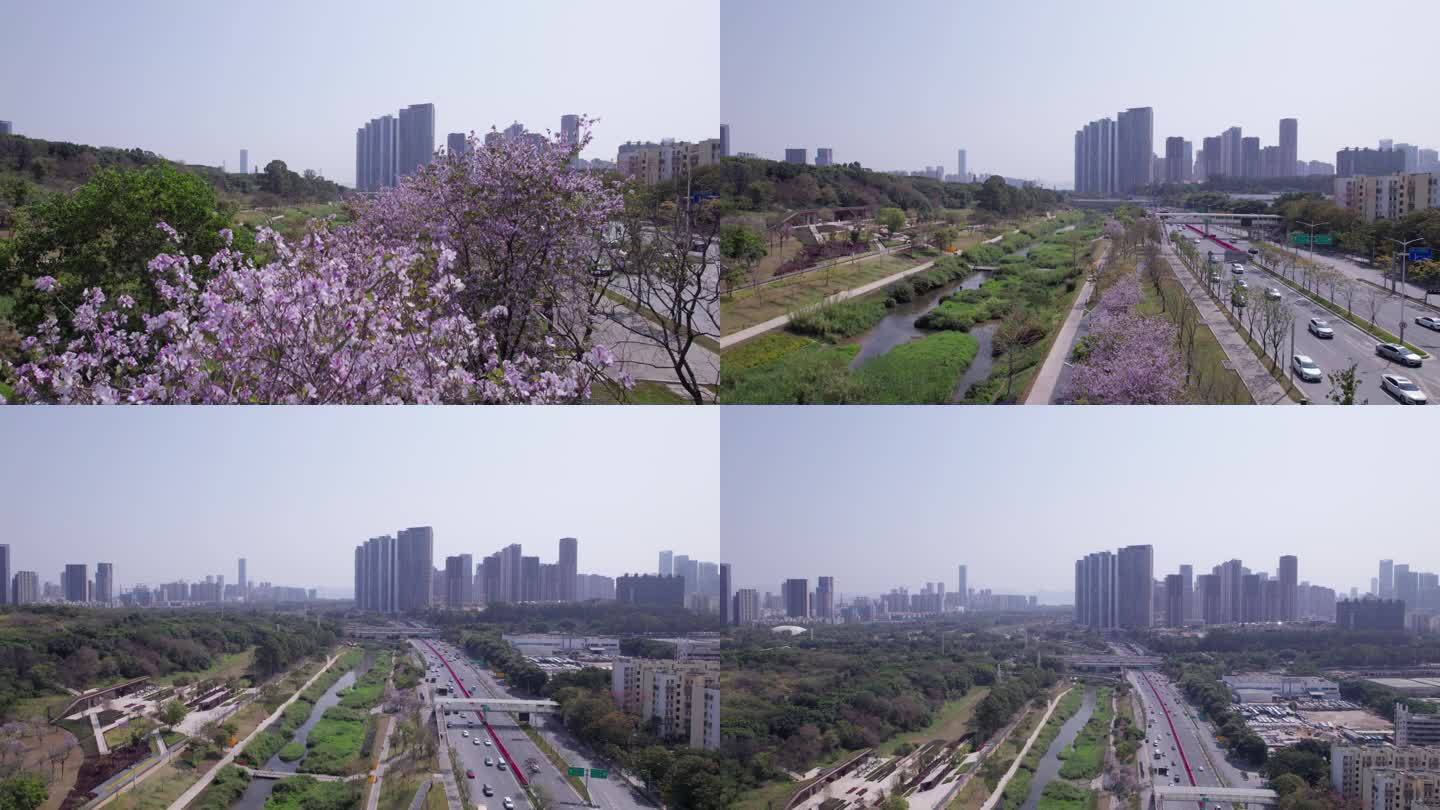 深圳南山沙河西路沙河生态公园春天航拍13