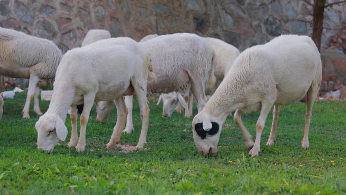 （合集）山羊 羊群吃草   放牧羊吃草