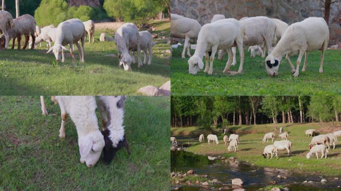 （合集）山羊 羊群吃草   放牧羊吃草