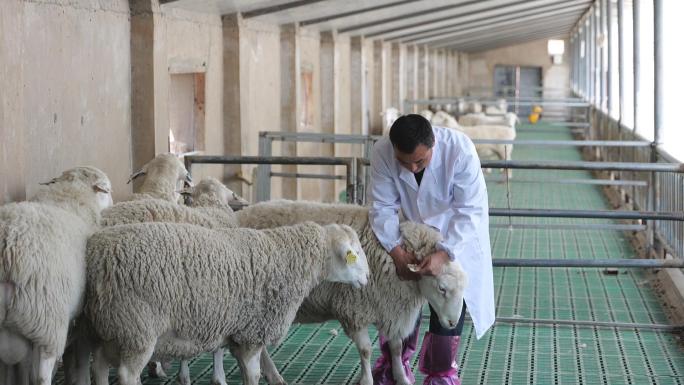 绵羊肉羊养殖场 养羊产业