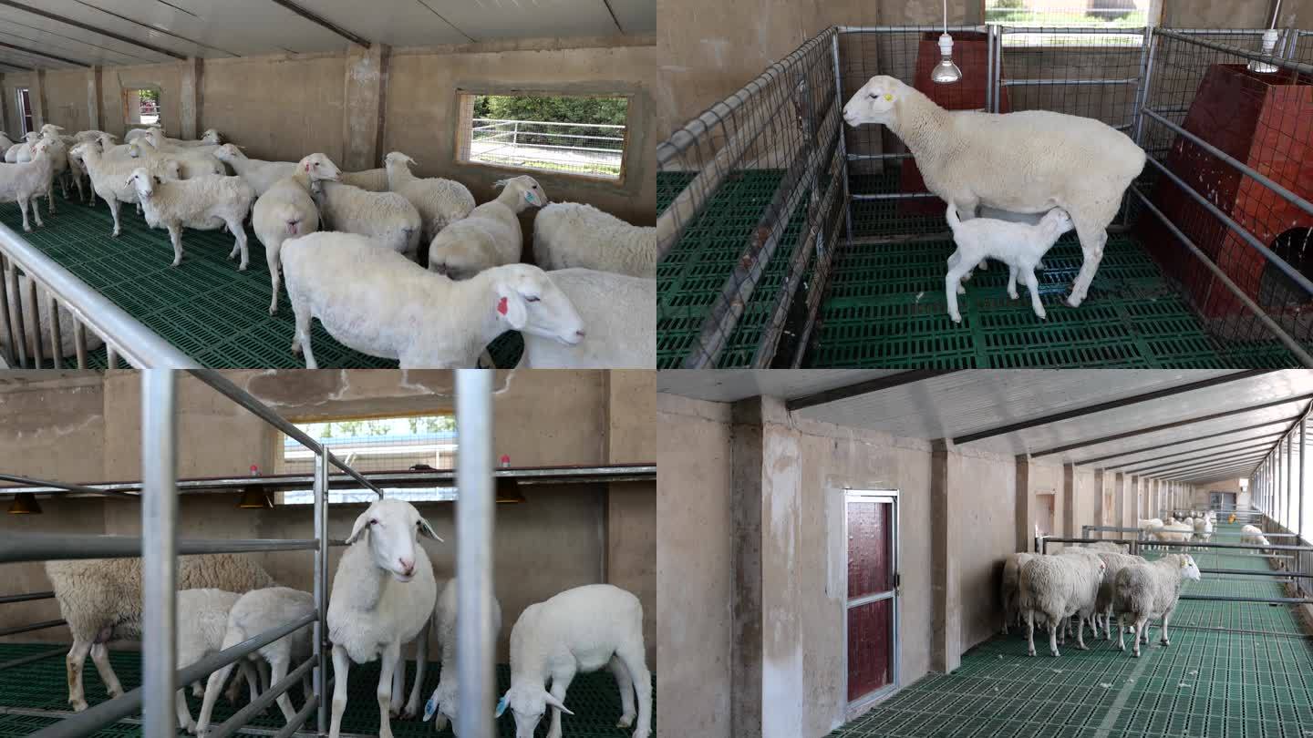 绵羊肉羊养殖场 养羊产业
