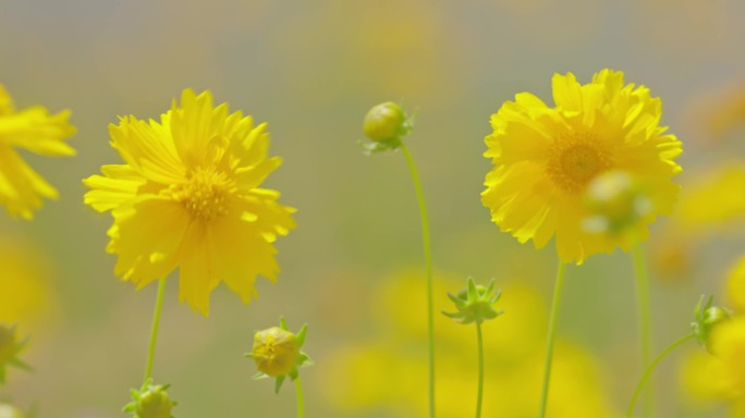 野外随风摇摆的金鸡菊花