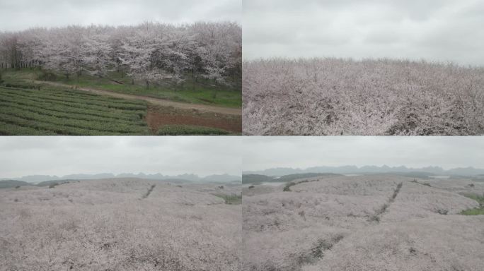 贵州平坝樱花园航拍4K