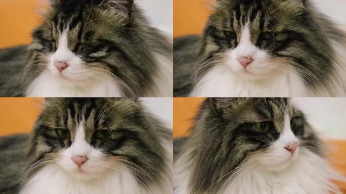 宠物猫咪特写镜头挪威森林猫动物萌宠可爱