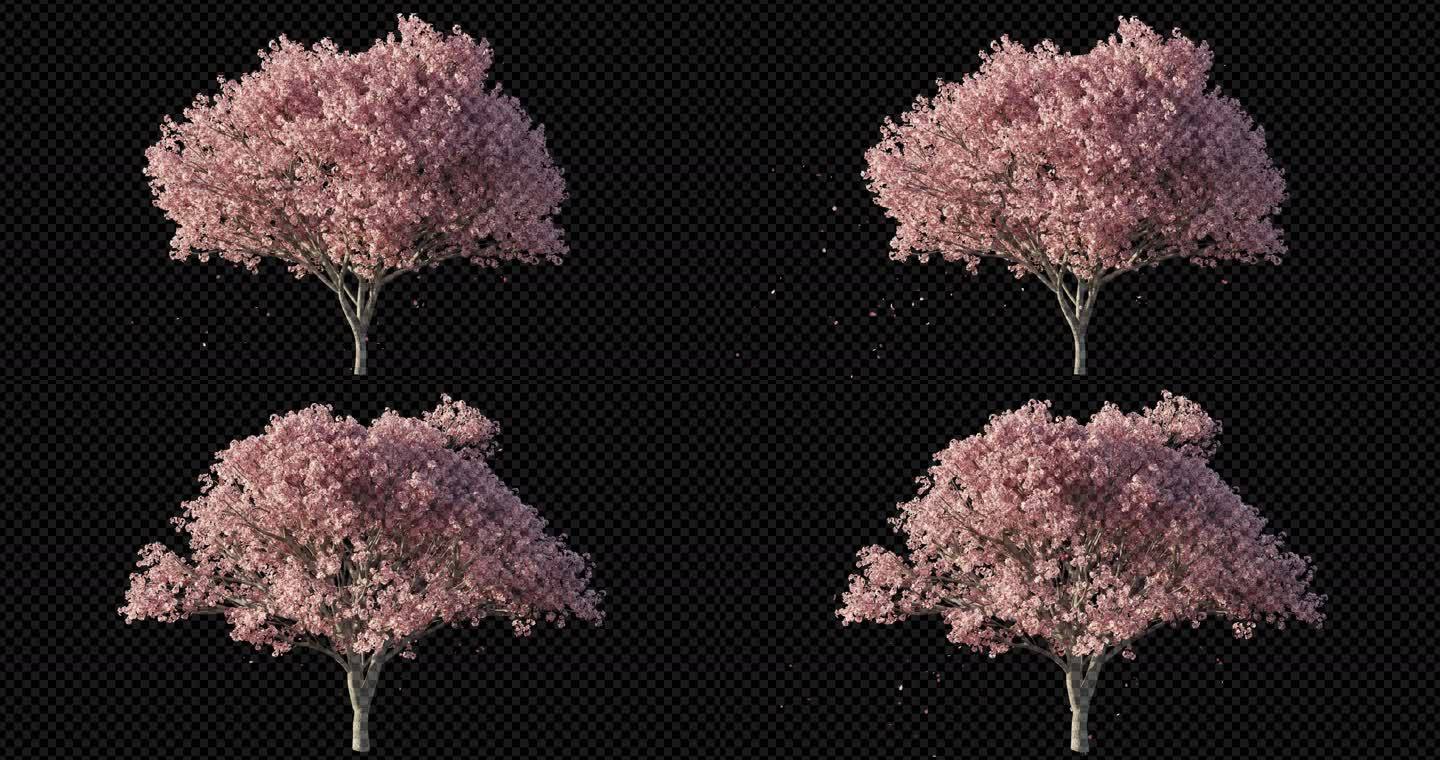 【4K】两款樱花树飘花 风吹动态树带通道
