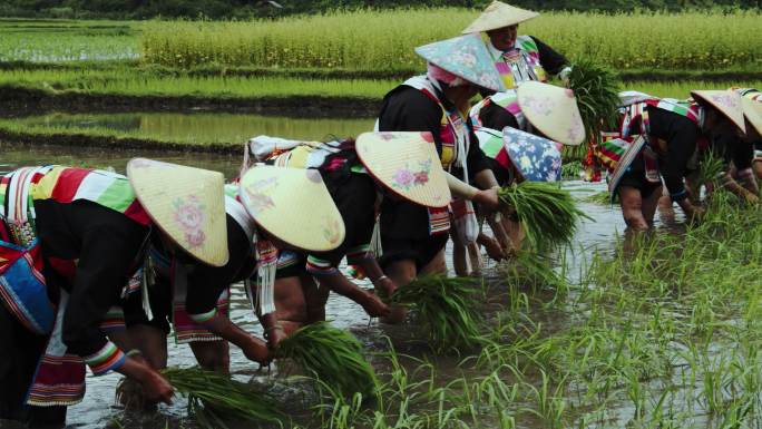 少数民族插秧 傈僳族水稻种植