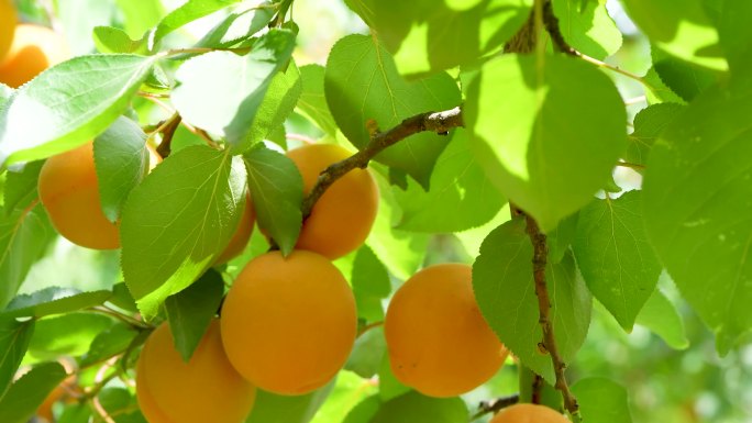黄杏果树