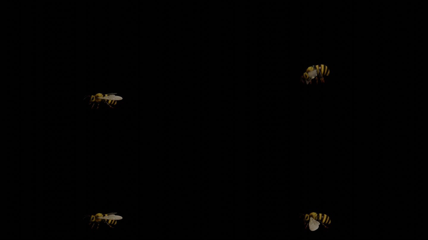 蜜蜂 马蜂 蜂 工蜂 雄雌蜂 蜂王 蜂后