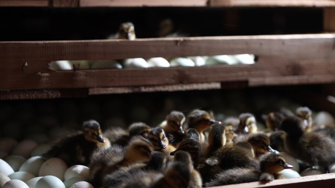 养殖场养鸭场孵坊自动化孵化机小鸭子鸭蛋
