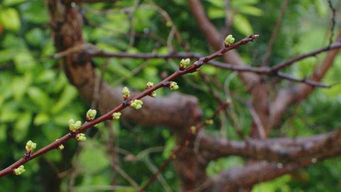 果树发芽