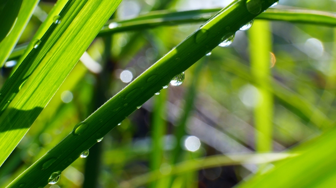 雨后阳光森林露珠绿色树叶小草唯美空镜