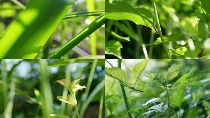 雨后阳光森林露珠绿色树叶小草唯美空镜