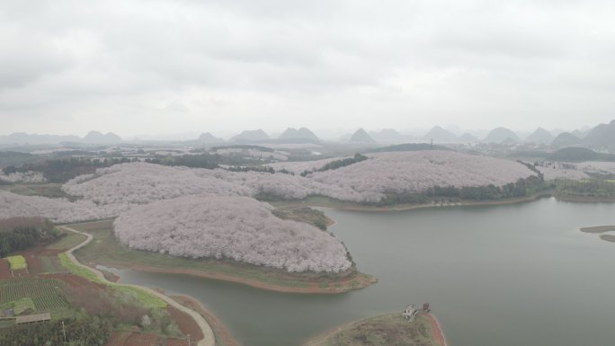 贵州平坝樱花园航拍4K