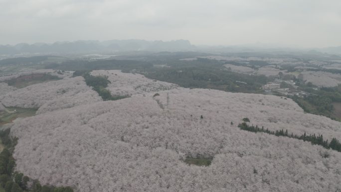 贵州平坝樱花园航拍4K