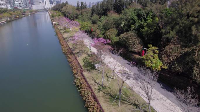 深圳南山沙河西路沙河生态公园春天航拍10