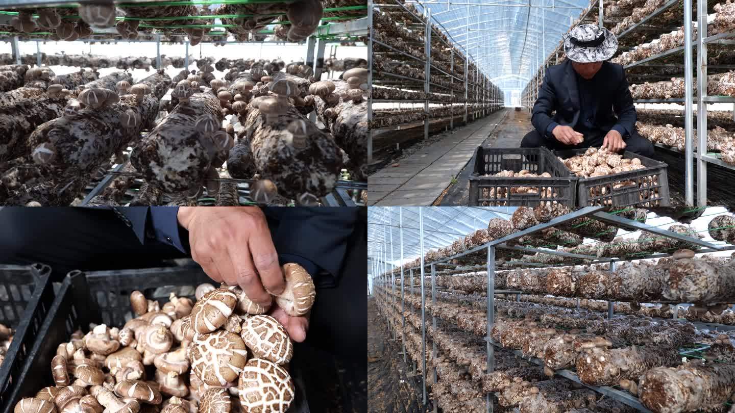 香菇种植采摘大棚