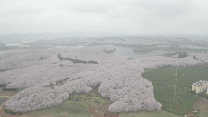 贵州平坝樱花园航拍4K