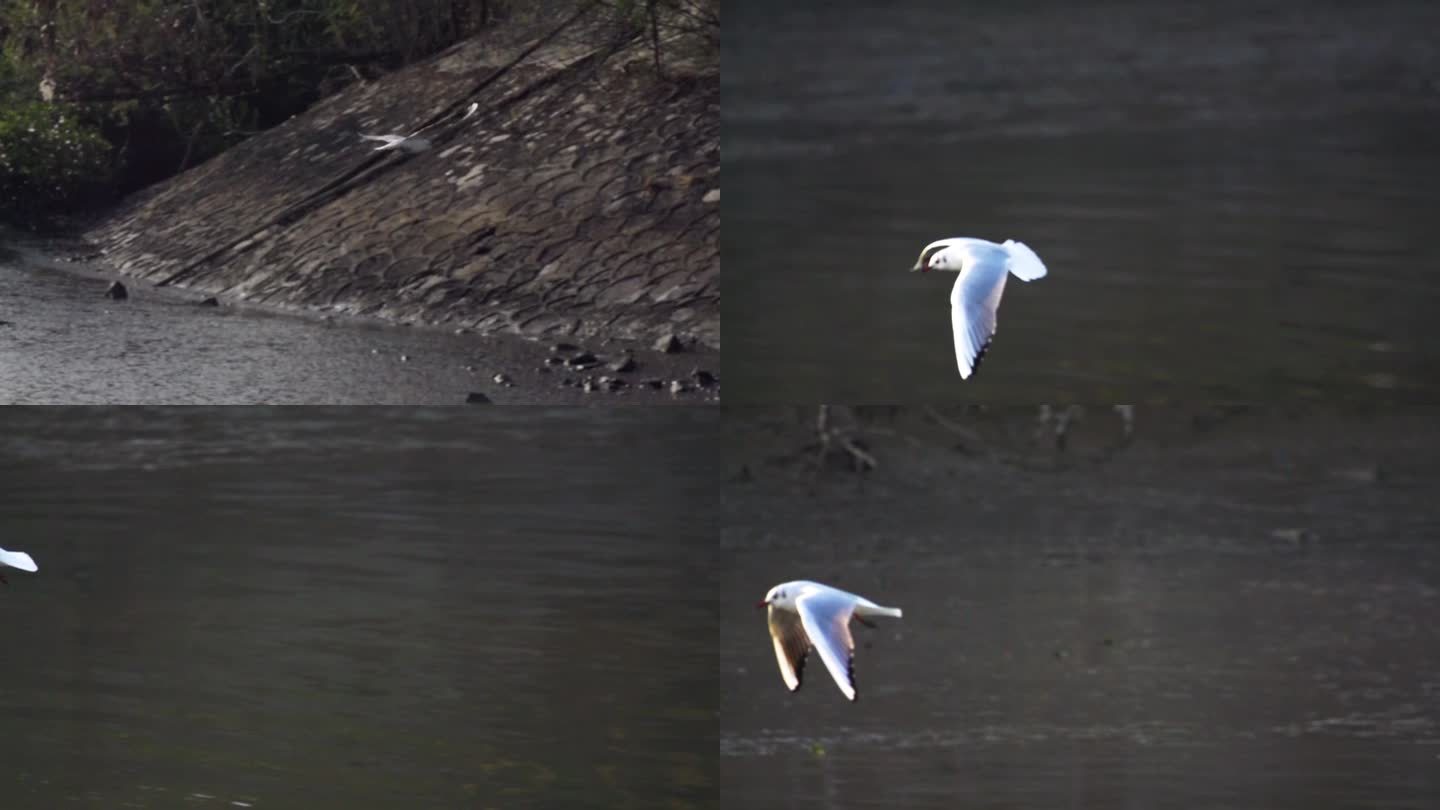 l1水鸟在水面上飞升格拍摄