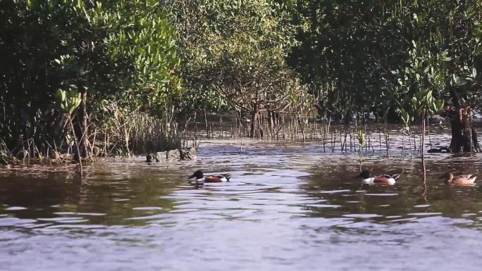 l1野鸭在湿地游