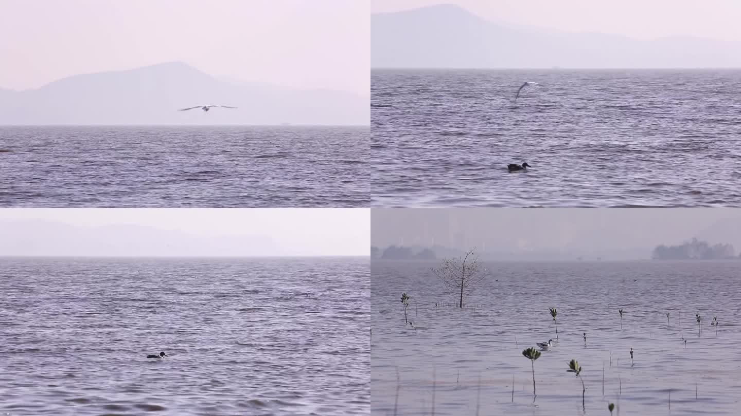 l1水鸟在湖面飞落在水中