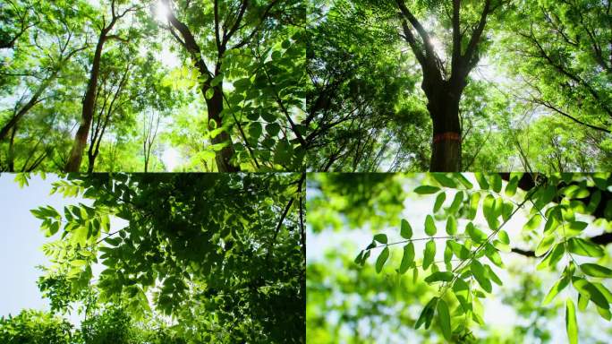 树叶阳光夏季绿色