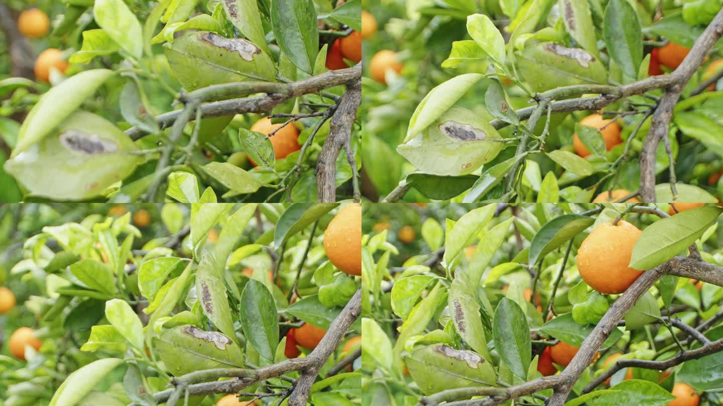 柑橘病虫害视频素材