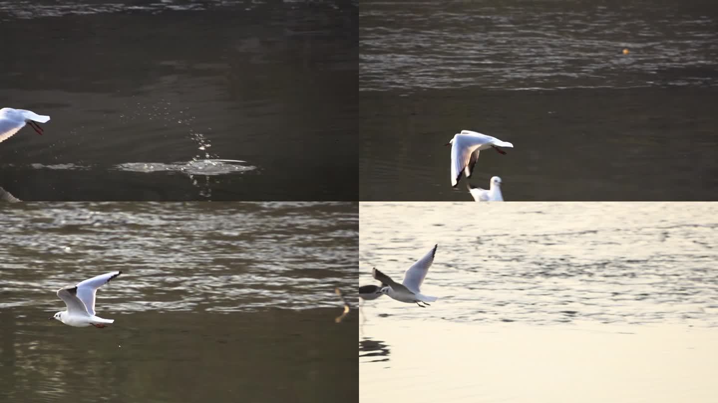 l1在阳光下水鸟从水中展翅飞起升格拍摄