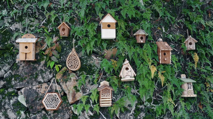 生态多样性 鸟屋鸟窝鸟房子 人工小鸟树屋