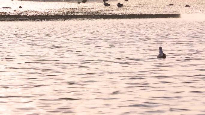 l1晚霞水鸟在湖中游泳滩涂沿岸觅食